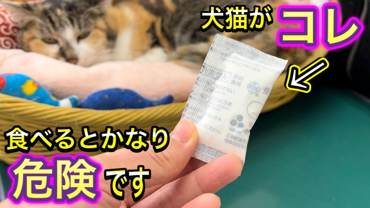 種類によって危険度が違う 食べちゃったらどうする 犬猫の乾燥剤誤食の対処法 Youtube