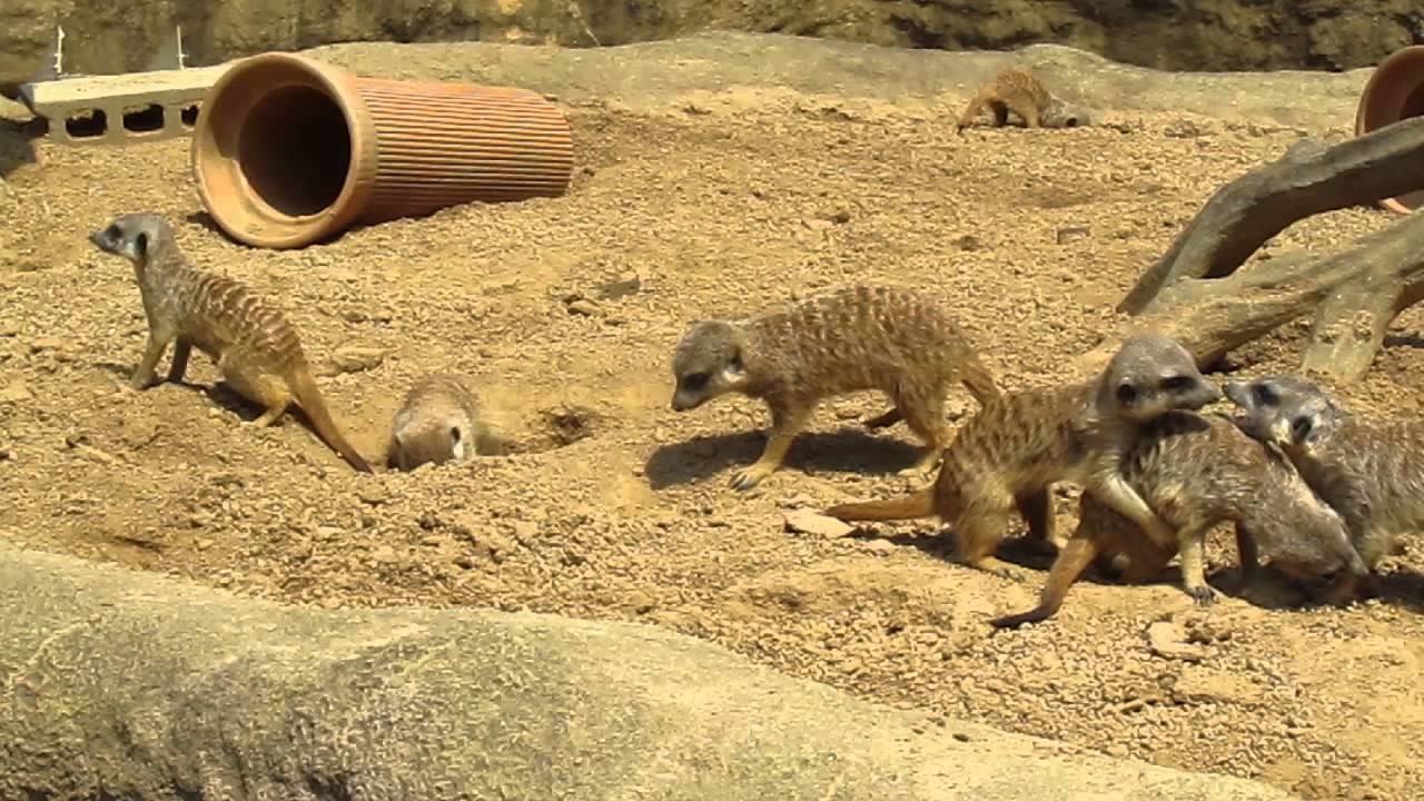 ミーアキャット＠とくしま動物園 2013年4月 - YouTube