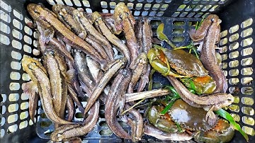 Cách làm bẫy đặt cá thòi lòi biển cực kỳ đơn giản dễ dính || dễ kiếm ăn trong những ngày thiếu thốn