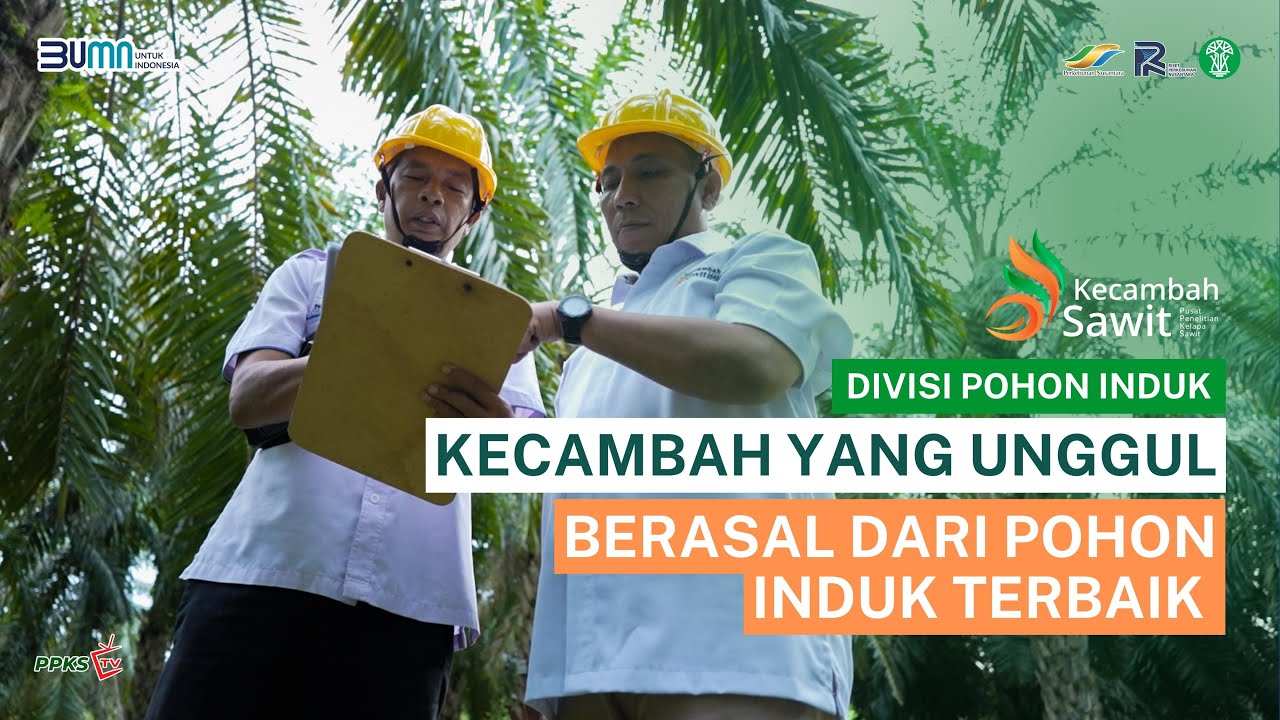 Pohon Induk, “Kunci Utama” untuk Menghasilkan Kecambah Unggul