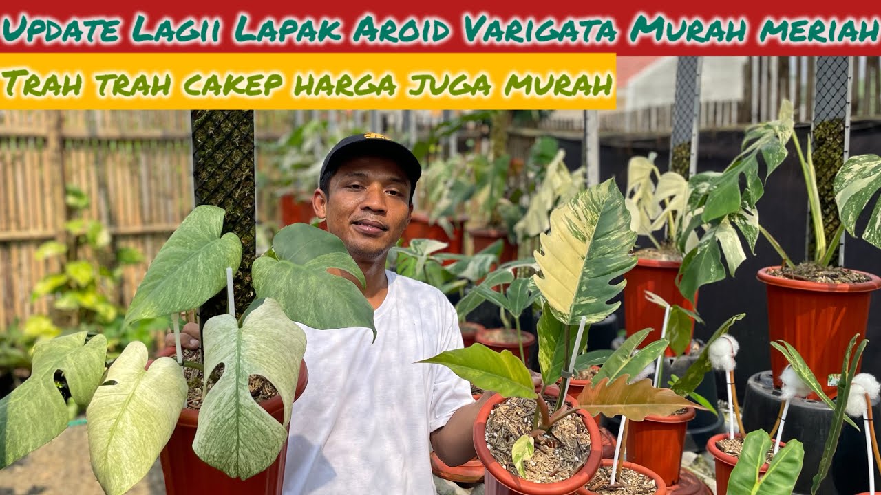 UPDATE LAGI LAPAK AROID VARIGATA MURAH MERIAH ⁉️ TRAH TRAH CAKEP HARGA MASUK
