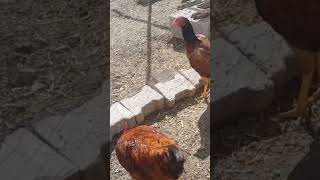 BÖYLE YİĞİT TAVUK GÖRDÜNÜZ MÜtavuk horoz yumurta civciv jilet kümes chicken goose shorts