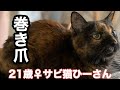 【老猫21歳】巻き爪になってたひーさん