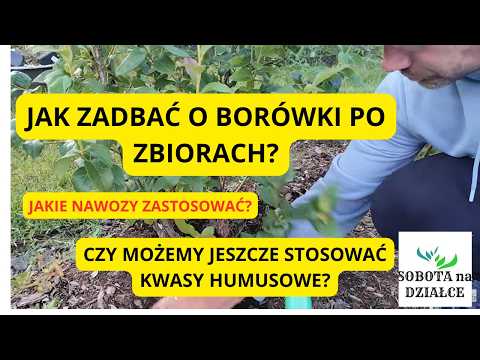 How to care for BLUEBERRIES after HARVEST? 08/11/2026
