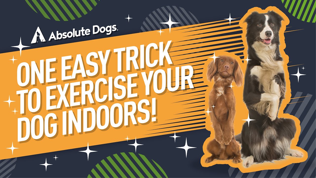 How to Exercise Your Dog Indoors