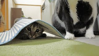 子猫がママのお風呂待ちをするとなぜかこうなります
