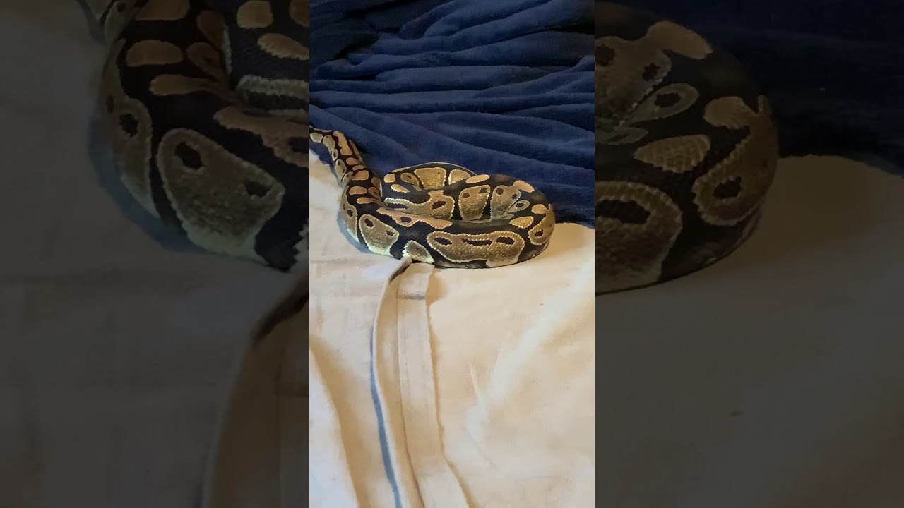 My female ball python exploring