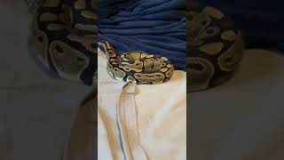 Celebrity My female ball python exploring Net Worth