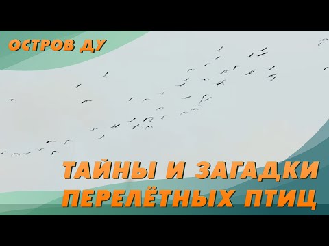 Куда и зачем летят перелетные птицы? Весенняя миграция птиц | Природа Беларуси – Остров Ду