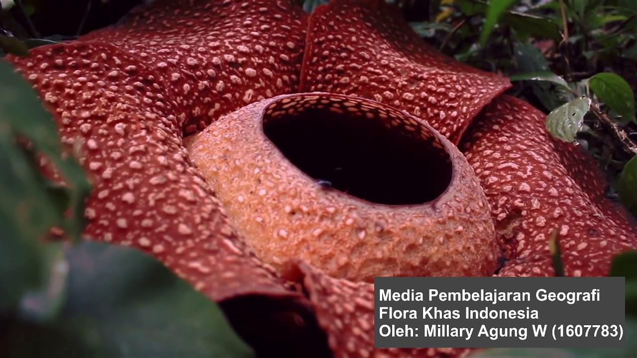 40 Gambar Flora Endemik Indonesia Gratis Terbaik