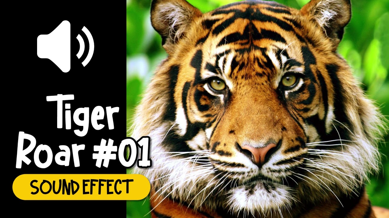 Tiger Roar 01 Sound Effect 老虎 01 吼叫 叫聲 動物 音效 (High Quality) YouTube