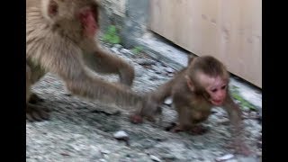 Wow! Poor baby monkey bashing dash to mom