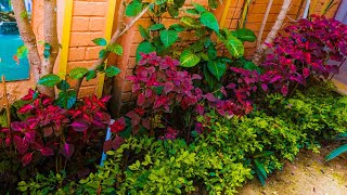 Burgundy Brilliance: Red Coleus (Solenostemon) Sunset Boulevard – A Stunning Hedge for Your Garden