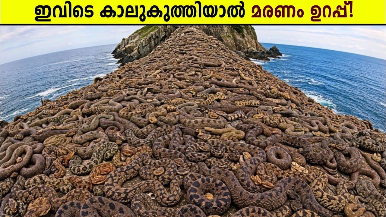 ഭൂമിയിലെ ഏറ്റവും അപകടം നിറഞ്ഞ സ്ഥലം!😱🐍Most Dangerous Places on Earth Malayalam | Curiostellar 