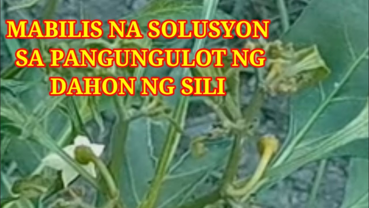 MABILIS NA SOLUSYON SA PANGUNGULOT NG DAHON NG SILI