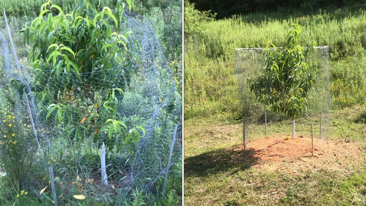 “tips" on MULCHING your fruit trees to keep them happy