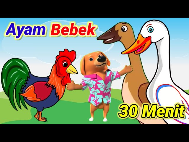 Ayam Dan Bebek ❤️ Kompilasi Lagu Anak Indonesia 30 Menit class=