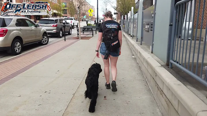 Grover | 6 Month Old Woodle | Best Dog Trainer Cleveland, Ohio | Off Leash Obedience