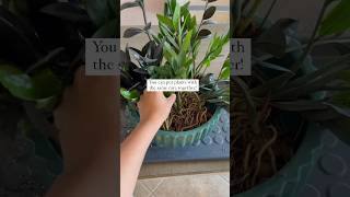 My go to tip when I feel I have too many plants #plantcare #plantstyling #planttips