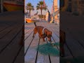 Short legs. Long nose. Zero respect for crime scene tape. Meet Copper, the red dachsh...