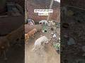 mere karma or meri puja ❤️🧿 #youtubeshorts #shortvideo #ytshorts #dog #puppy #rescue #animal
