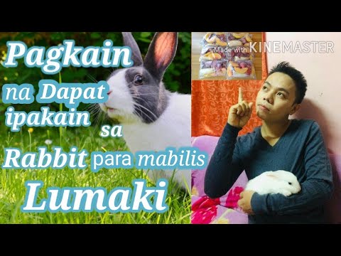 Pagkain na Dapat ipakain sa Rabbit para  mabilis Lumaki [ Ediblefoods for your bunnies ]