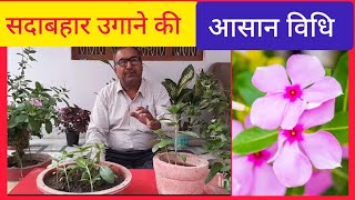 सदाबहार उगाने की आसान विधि/how to grow  Periwinkle by Grandpa Garden 147 views 3 weeks ago 7 minutes, 17 seconds