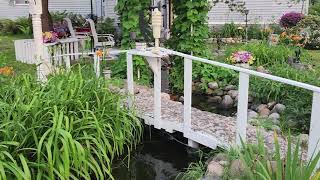 Flower Garden Update - August 1st 2025 #flowers #goldfish August 1st Flower