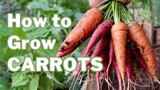 How to Grow CARROTS: Plus extra germination tips