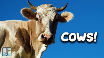 COW VIDEO! 🐄 Beautiful COWS, Nature Scenery & Relaxing Music for Stress Relief