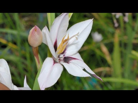 Video: Gladiolus Muriel: Kahevärviliste Happeliste (bicolor) Kirjeldus, Istutamine Ja Hooldamine Avamaal, Aretusmeetodid
