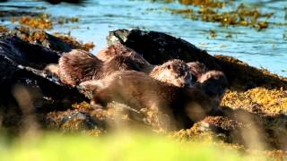 Simon Kings Shetland