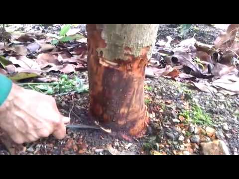 Video: Reparar un árbol tallado - Aprende a reparar tallas de graffiti en árboles