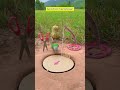 Secret Pigeon Trap Technique” #funny #funny #trap #birds