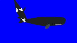 sperm whale test