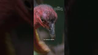 Brush Turkey Defences!