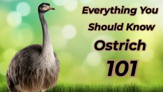 Ostrich 101: Everything you should know! by ANIMAL LYFE 89 views 2 months ago 2 minutes, 42 seconds
