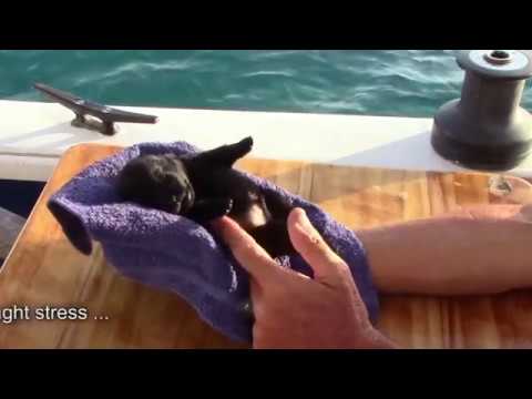 Sailing Schipperke puppies - Glimpses of what to expect during their 2nd week