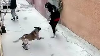 Man Chasing Dog . Defend Against Dog Attack - Funny Moments.