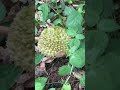 What fruit is this? #웃긴영상 #funny #유머 #viral #love #short
