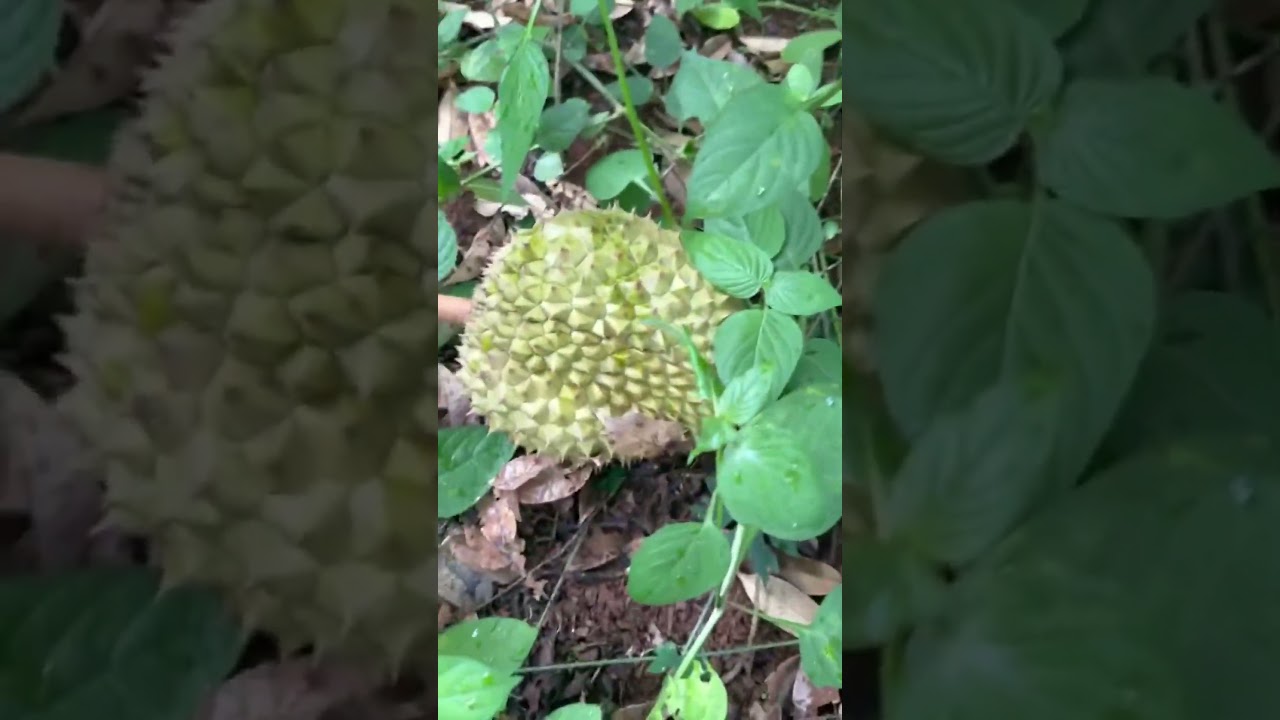 What fruit is this? #웃긴영상 #funny #유머 #viral #love #short