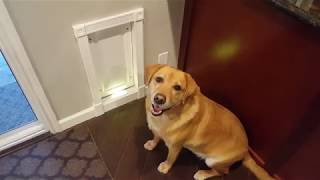 Worlds Coolest Dogdoor Engr Version