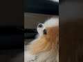 Not so sure about this car wash #pomeranian