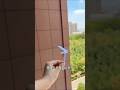 how to make paper helicopter 🚁 #shorts