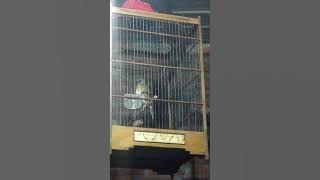 Suara burung anis kuning gacor
