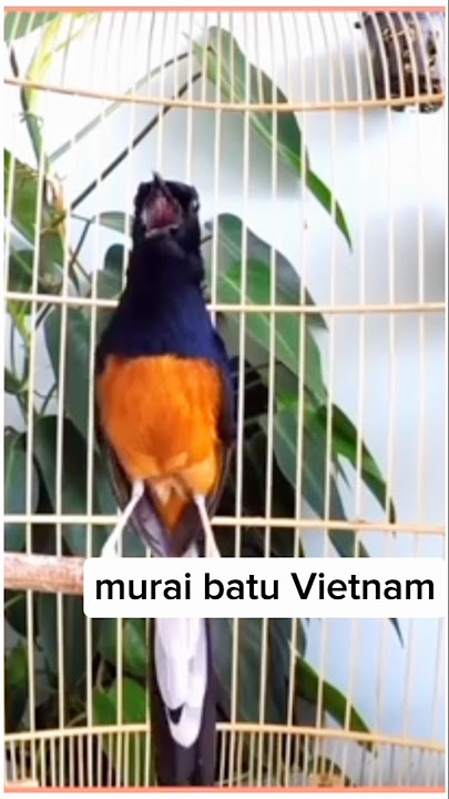 murai batu Vietnam #burung #muraibatu #suaramuraibatu
