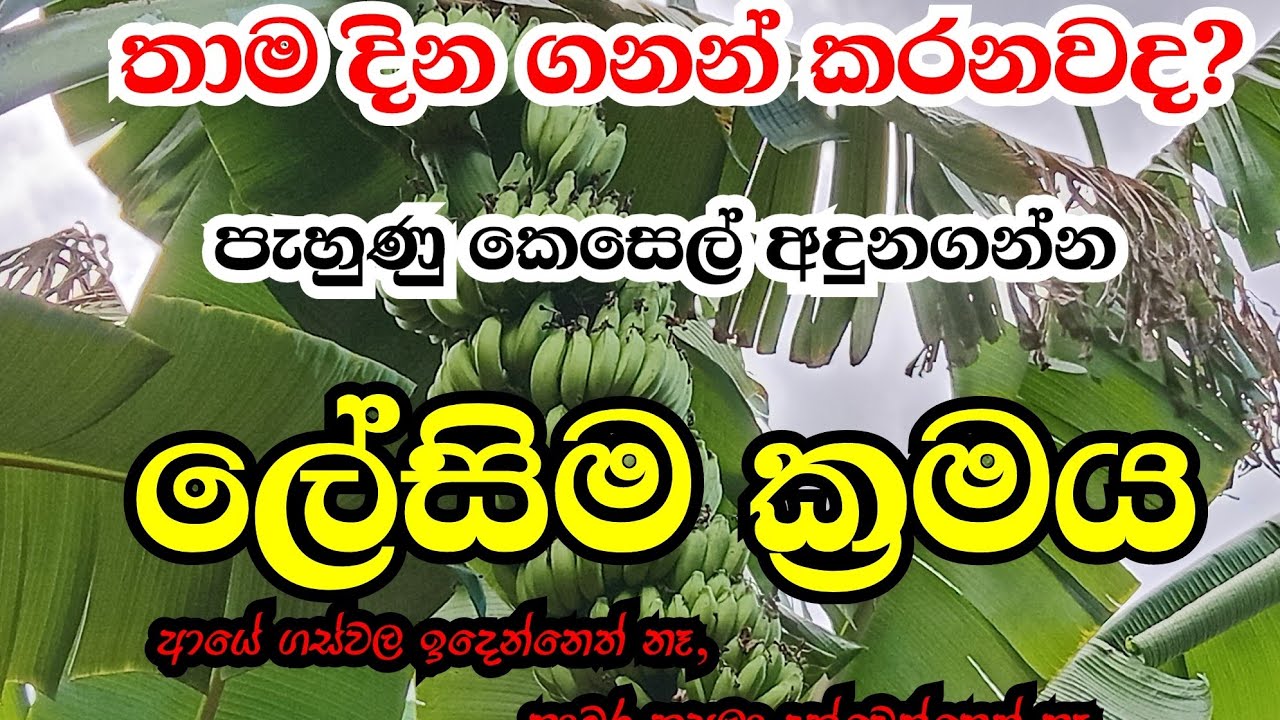 20 September 2025|slfarmers|පැහුනු කෙසෙල් මෙහෙම අදුනගන්න ලේසියි.