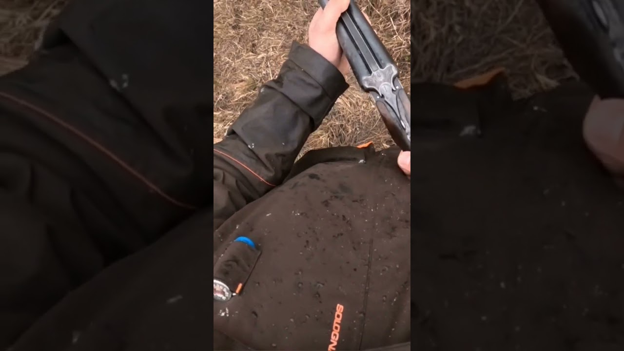 Vanatoare la fazan(pheasant hunting) 