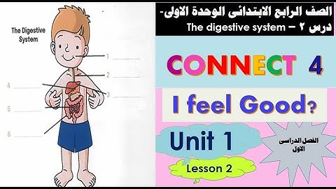 انجليزي للصف الرابع الابتدائي كونكت 4 الوحدة الأولى الدرس الثانى ترم أول 2022 The digestive system