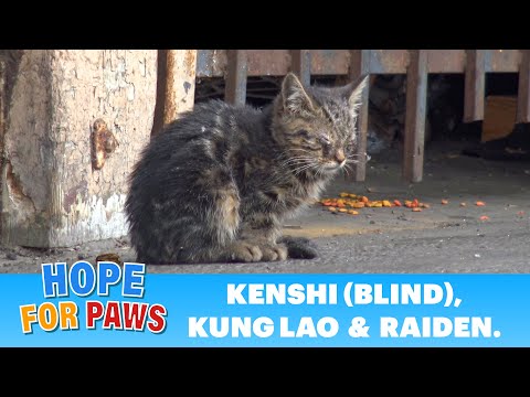 Blind kitten sits in a parking lot and wonders how will she survive in this world. #kitten